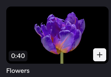 Flowers clip: a purple tulip opening against a black background